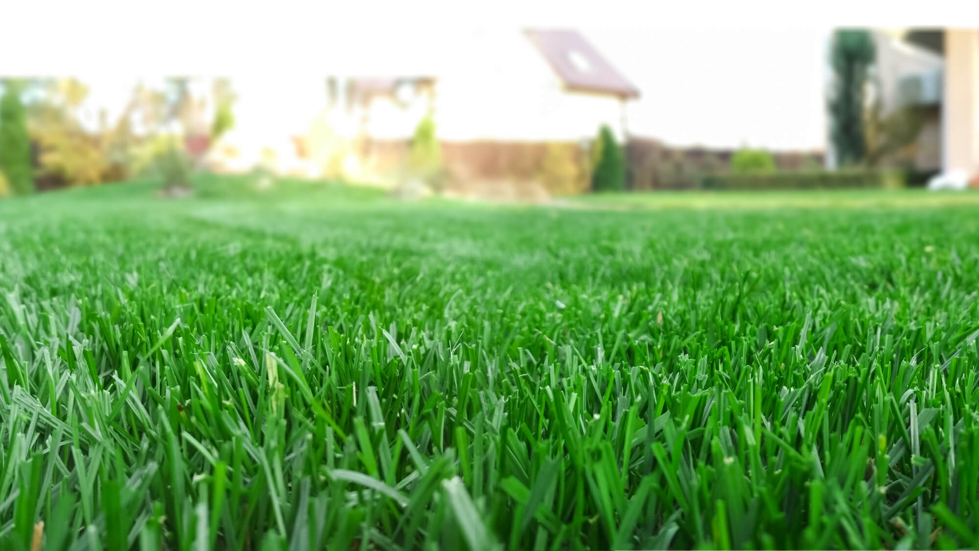 Lawn Care Quote