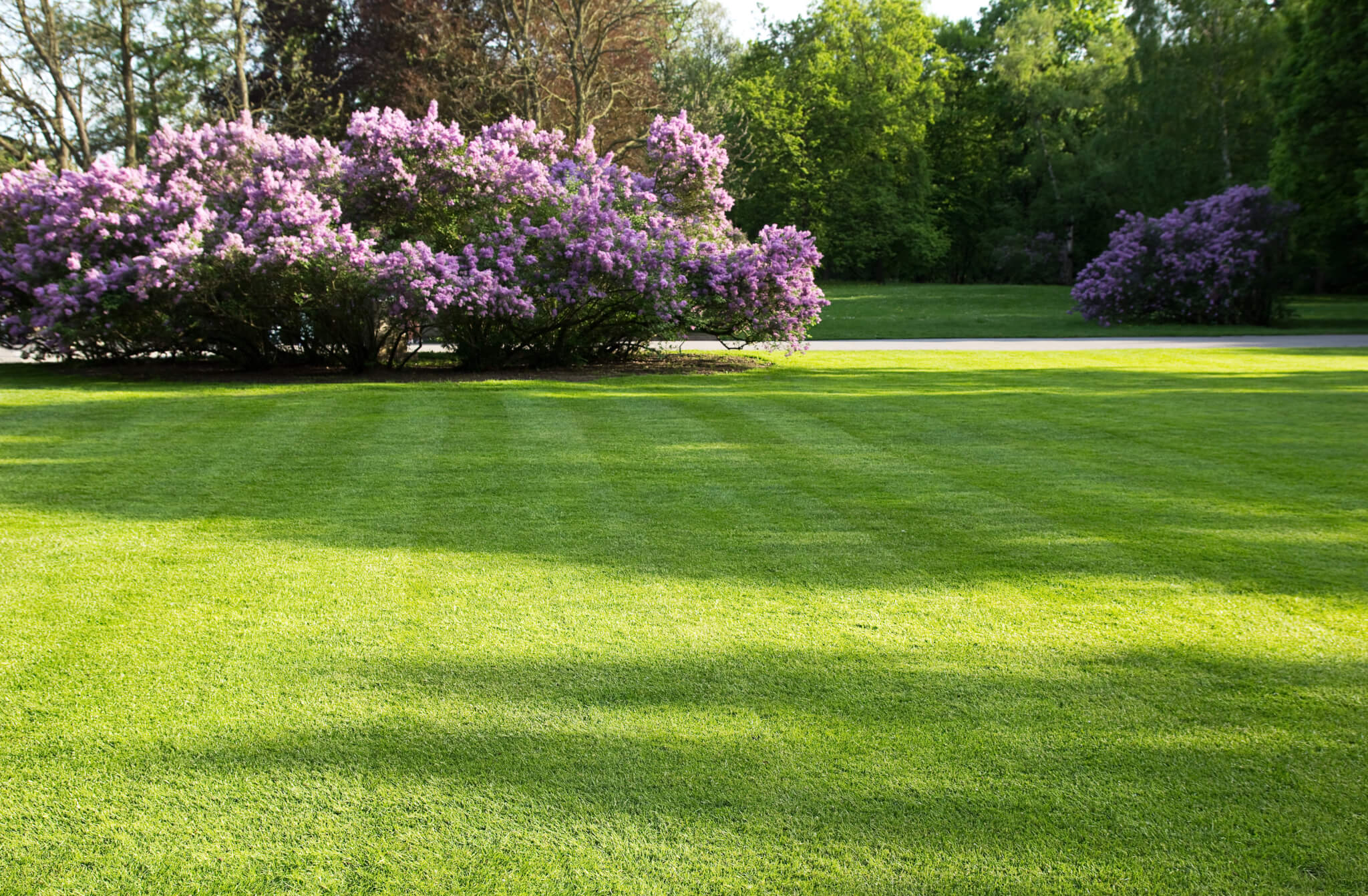 Lawn With Purple Trees