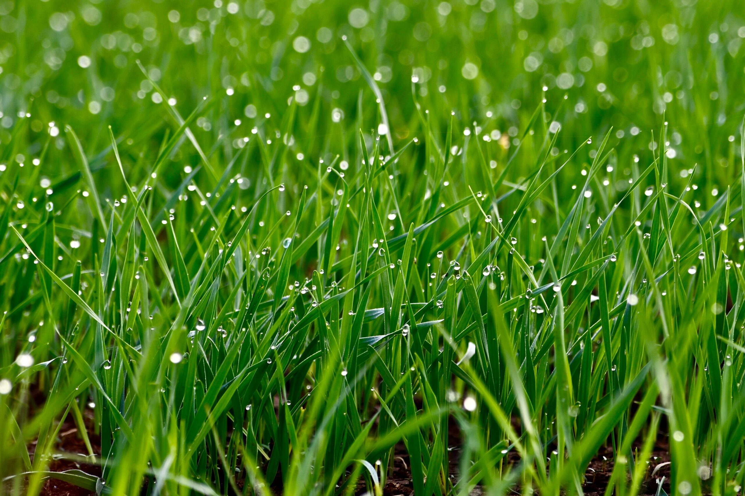 Lawn Care