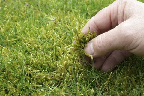 Lawn Care